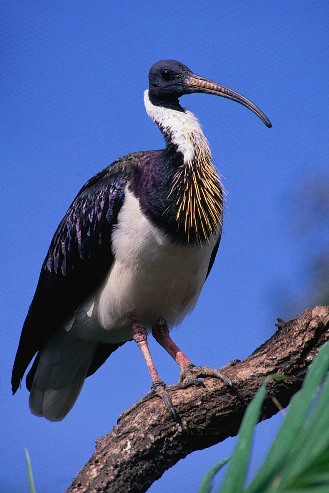 鹈形目鹮科白鹮属蓑颈白鹮
