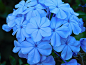 花, 蓝色, 蓝色的花, 植物, 自然, 花瓣, 野生花卉