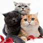 动物/动物素材/动物参考 叠猫猫
花瓣关注原画人，推荐更多精选素材，绘画更有灵感