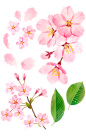 春季春天海报设计花束花朵鲜花牡丹花马蹄莲海棠花油菜花素材_PNG：