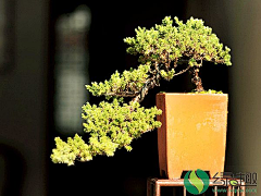 ME花草园艺采集到盆景/大/中/小/微