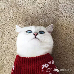 编君采集到喵喵