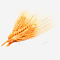 三支黄色的小麦穗 免抠png 设计图片 免费下载 页面网页 平面电商 创意素材