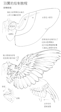 兎獸采集到教程画法