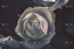 孤立的玫瑰花与黑色和白色的风格;
