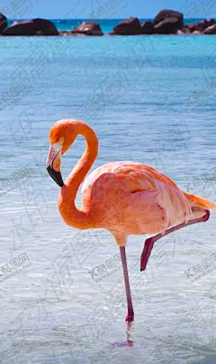 治愈系火烈鸟 【酷图网】火烈鸟,鸟,海,大海,海滩,动物,大自然,自然系,动物风景,动物素材,动物图案,动物美图,动物壁纸,草原,草,吃草小羊,可爱,唯美,治愈,小清新,白羊,可爱动物素材