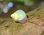 青山蜗牛，原产日本冲绳