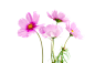 flower-(9)