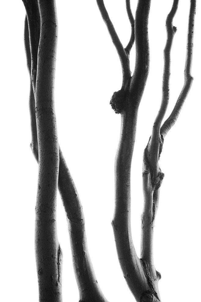 Ghosts Of The Forest...