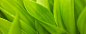绿色植物桌面背景图片#采集大赛#