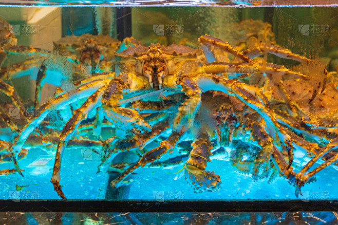 水塔,螃蟹,亚洲,水族馆,海产,清新,人...