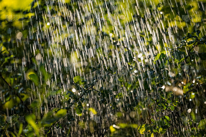 植物叶子下大雨与水珠在金色的阳光在夏天。清新多雨的夏季背景。雨水和阳光。