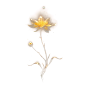 鎏金花卉PNG-免费分享（高清可商） - 小红书