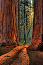 John Muir Redwoods, California: