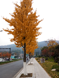 初耳采集到风景