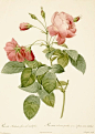 200年前的玫瑰花绘图谱。(Pierre-Joseph Redouté)