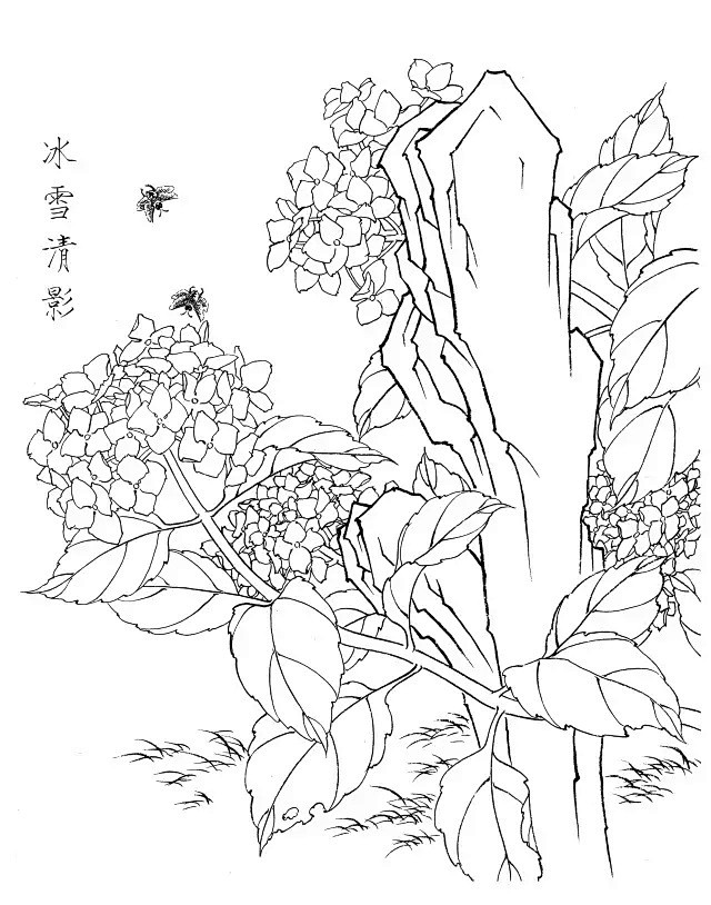 绣球花白描20幅