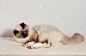 一只海豹点了伯曼猫，雄猫正在玩玩具