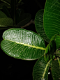 免费 绿叶的植物与黑色背景 素材图片