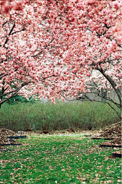 都市*妖精~采集到静若繁花