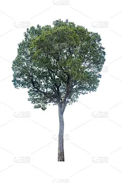 在白色背景上孤立的树，集合孤立的树，树对象