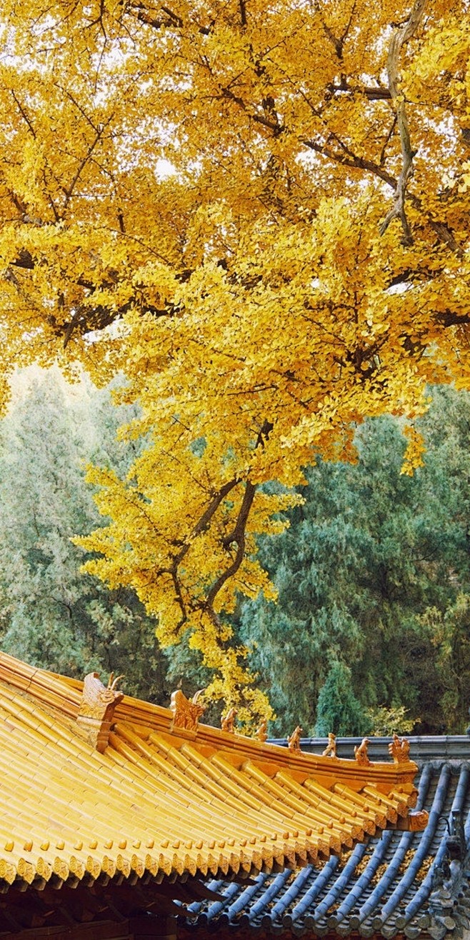 金色的秋天