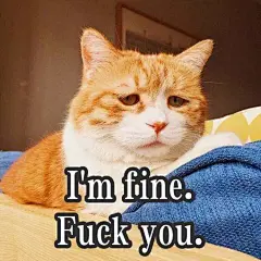 又云养猫了，小丧猫表情包（多图）