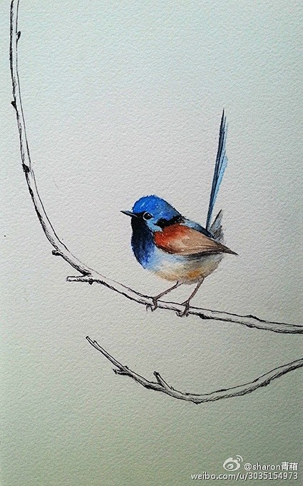 水彩小鸟可爱的小鸟小鸟水彩