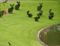 Bunny topiaries