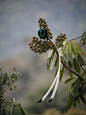 DYK: The tail of a male Ribbon-tailed Astrapia can be over 1 meter in length.