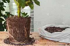 没有根在外面的花盆种植。等待移植。环保和播种
