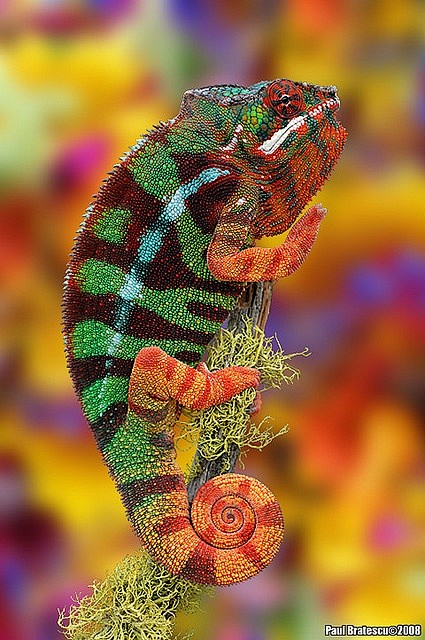 Rainbow Chameleon