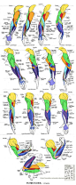 @___蒸包玉蕤 【 】  Anatomy - Human Arm Muscles by Canadian-Rainwater.deviantart.com on @deviantART