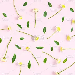 粉彩背景上花朵的创意布局构图。