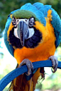 Blue & Gold Macaw: 