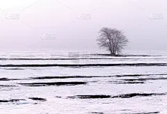 季节性的自然形象:在雾气蒙蒙的雪原上，有孤独独特的冬季树木的景观(孤独概念)。