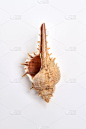 贝壳,白色,自然美,海扇壳,棘皮动物,垂直画幅,软体动物,乌克兰,特写,摄影