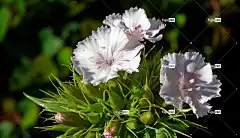 花朵 花卉背景 花壁纸 Gożdziki石头 夏天 自然 美丽的花朵