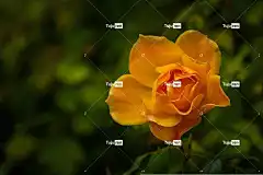自然 笔记本电脑壁纸 花 玫瑰花 全高清壁纸 玫瑰 美丽的花朵