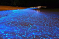 荧光海滩——马尔代夫