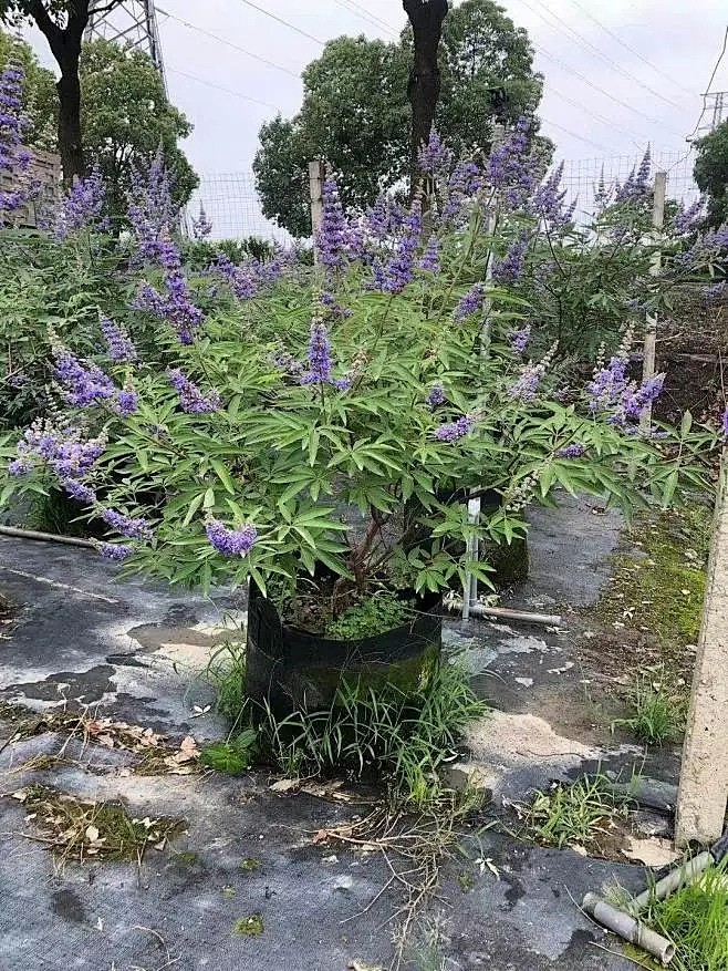 穗花牡荆