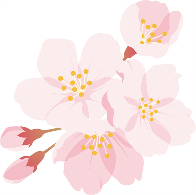 水彩日式樱花Sakura花朵分割线边框花...