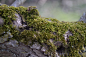 close up daylight green moss growth lichen moss Mossy rocks outdoors rock stone texture