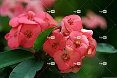 荆棘冠 花 植物 海棠 花瓣 花卉背景 盛开 花壁纸 植物群