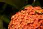 【美图分享】Ryan Jorgensen的作品《Ixora Flower Cluster》 #500px#