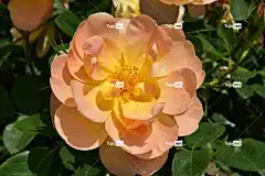 橙玫瑰 玫瑰花 自然 花壁纸 美丽的花朵 玫瑰 花 花卉背景