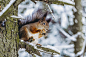 冬天森林里的松鼠。在一个阳光明媚的冬日，一只松鼠坐在树枝上吃东西。