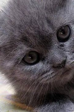 萌猫高清手机壁纸