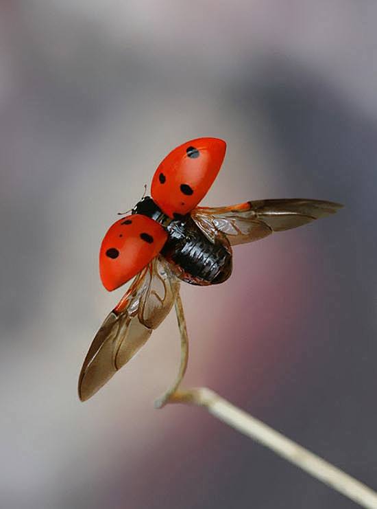 10张漂亮的昆虫微距摄影图(3)