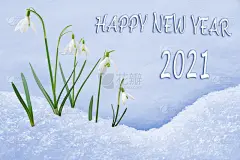 2021年新年贺卡，雪花莲群